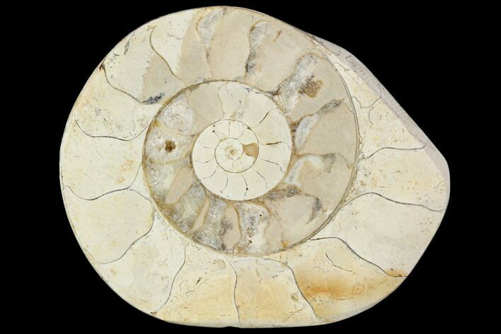 Polished Ammonite (Hildoceras) Fossil - England #103984